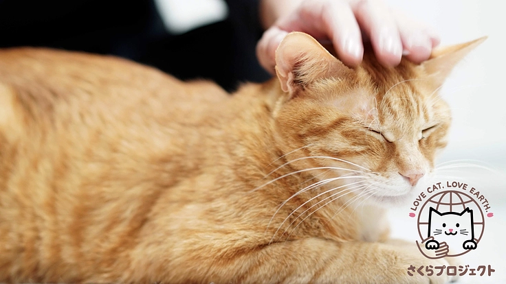 猫の殺処分を減らすために。保護猫の新生活を、猫トイレセットで応援！