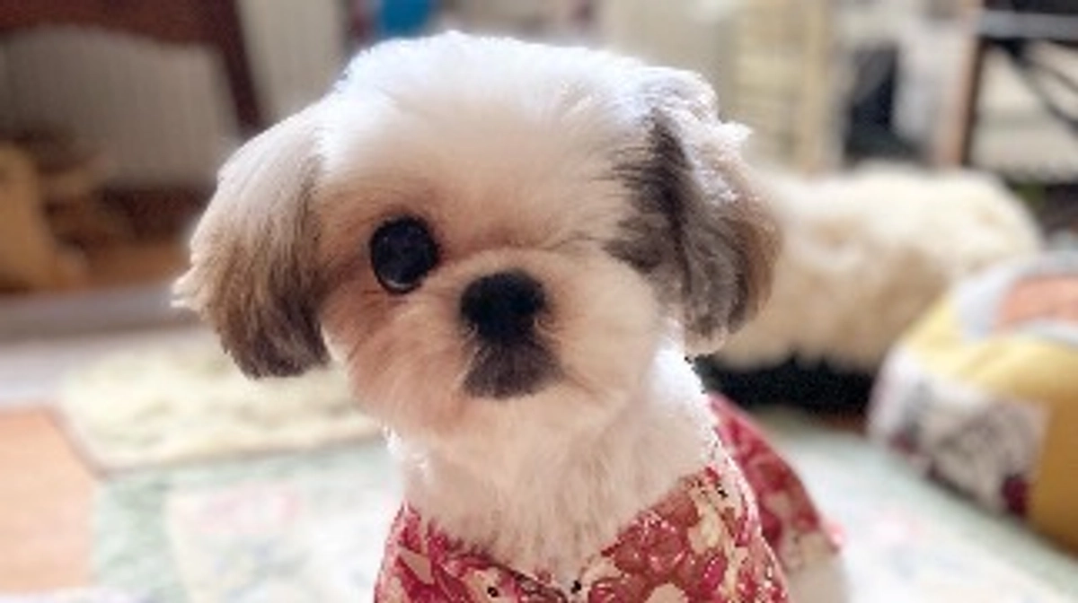 眼球摘出手術を受けたマンラッシュちゃんのおはなし