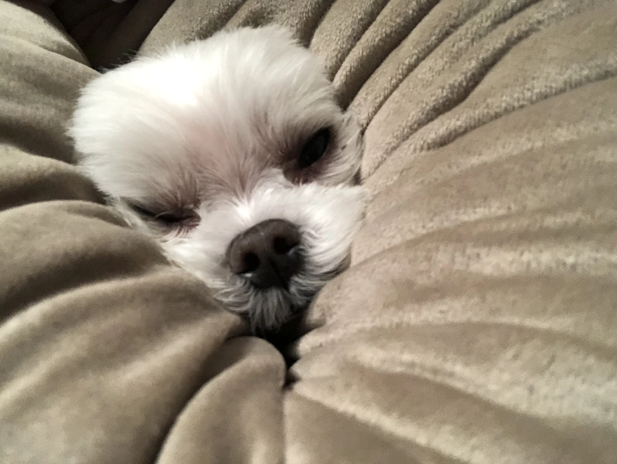 8/1のパフ太(*^_^*)