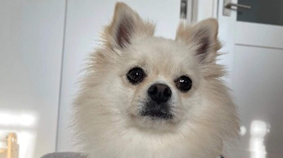 アンディの最近の様子