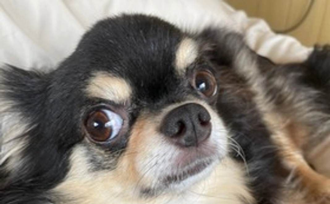 ありがとメール１