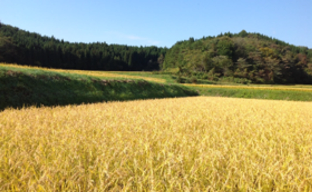 新郷村でつくった自然栽培米を5kgお送りします。