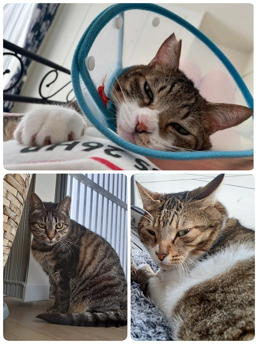 3匹の医療とイベントについてのご報告と予告