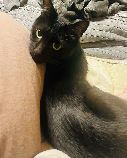 緊急ライブ配信をしました。