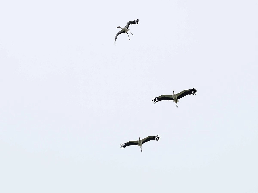 地域ビジョンって？