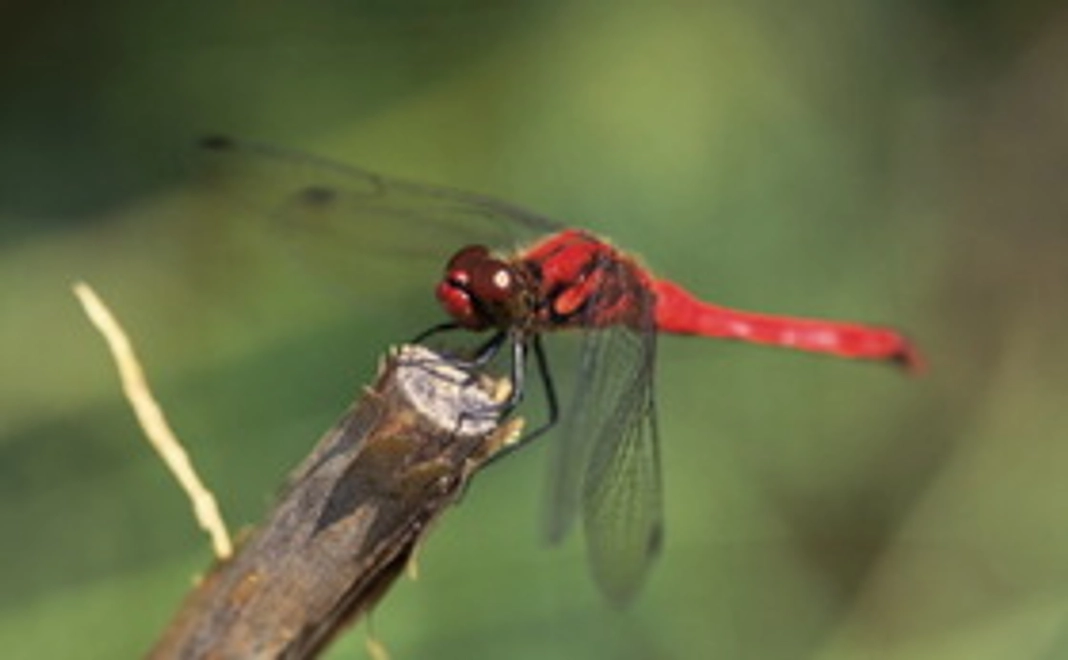 トンボ・コース