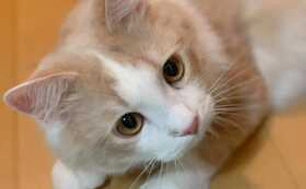 ECHIRE応援するにゃコース1