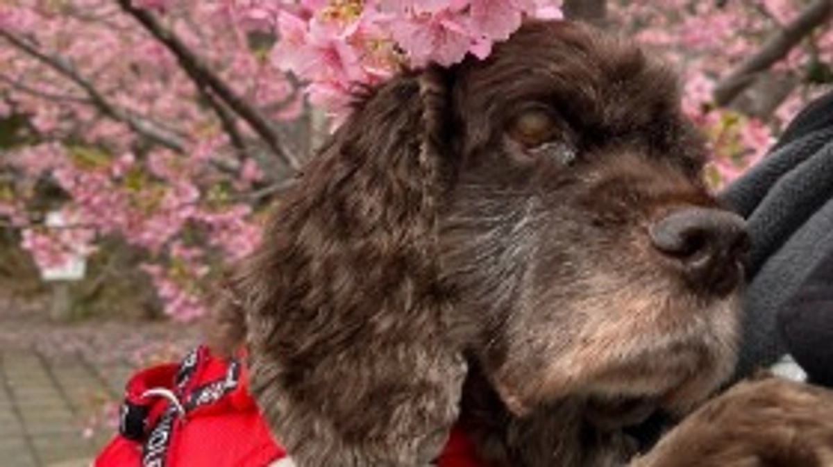 【残り2日！】卒業生 全盲のブラウニー