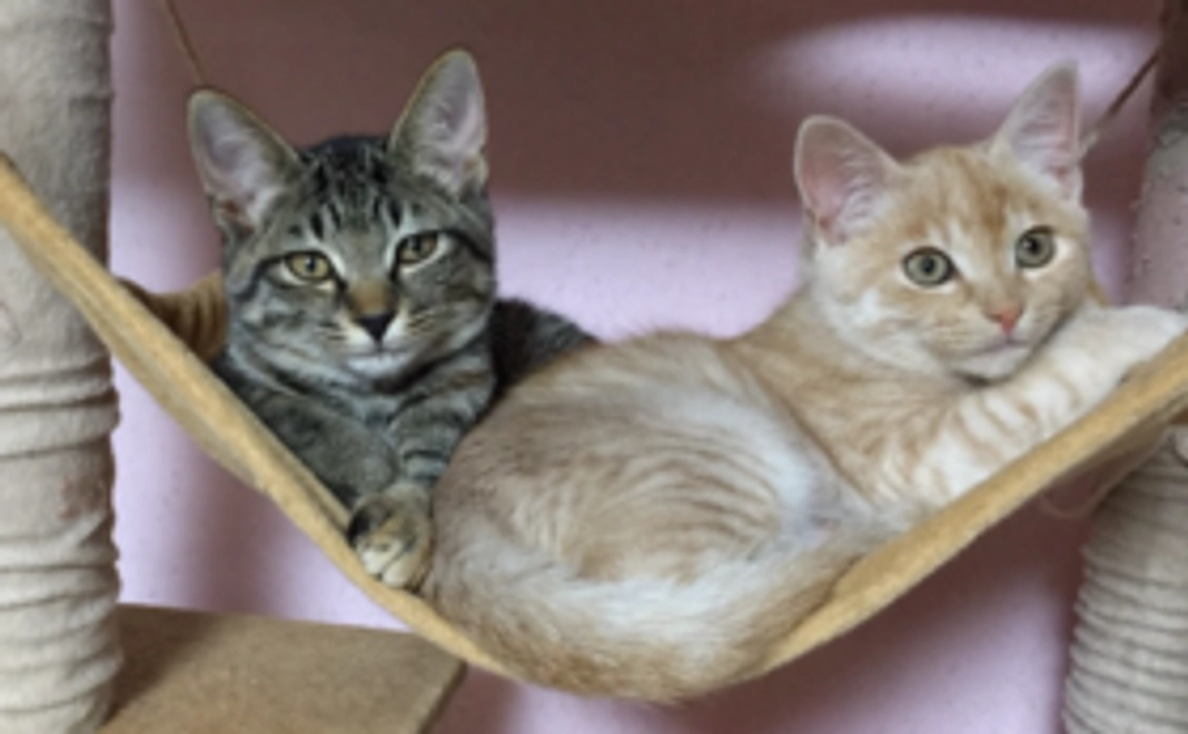 ワクチンが接種できます。