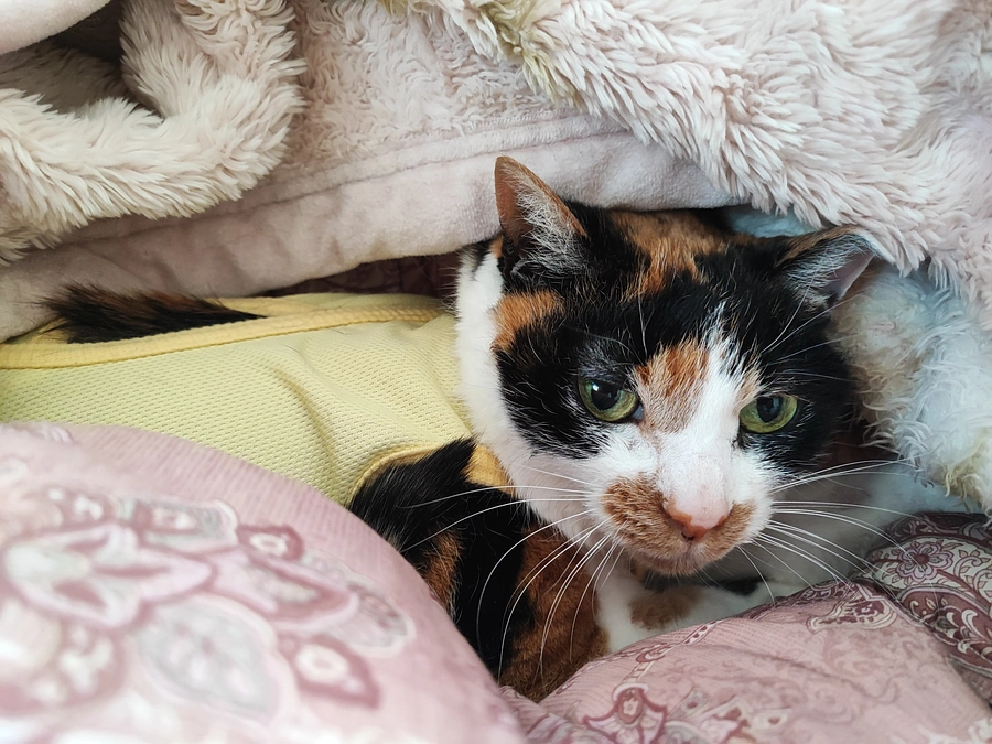 【Vol.5  3/25】退院後のリブの様子