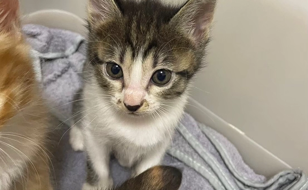 リターン不要ゆりこを応援!1000円プラン