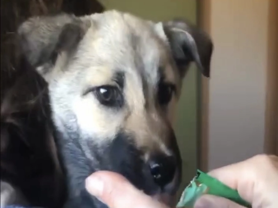 マンスリーサポーター募集を始めました。ご賛同ありがとうございます。