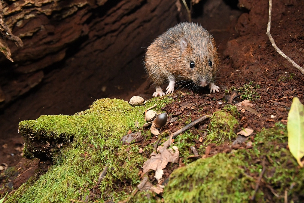 【今日の培養細胞】オキナワトゲネズミ
