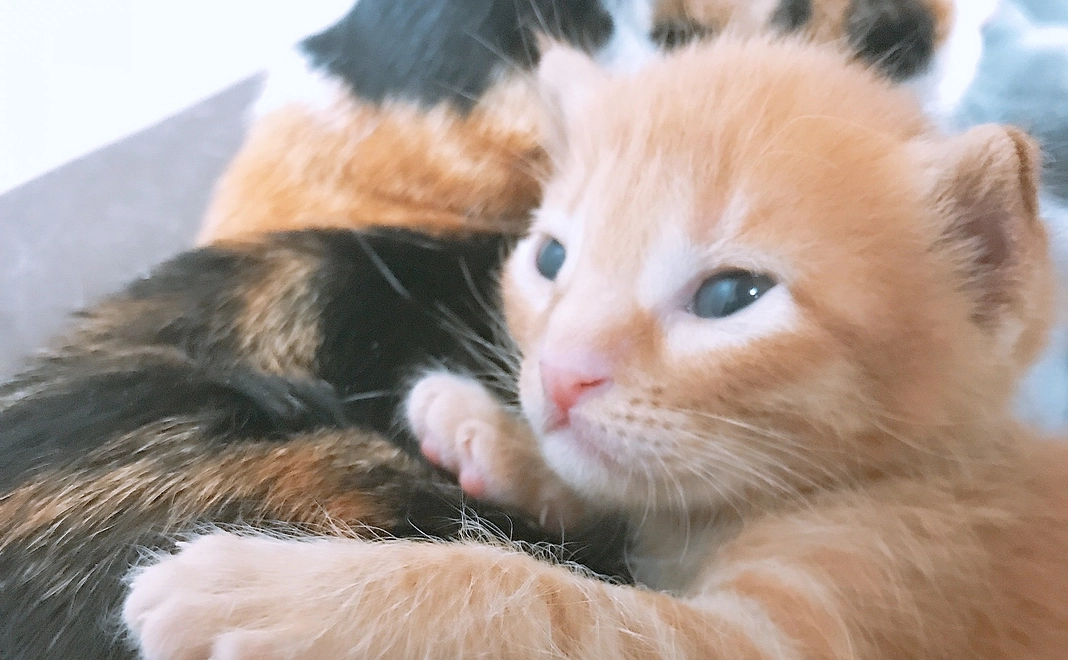 感謝のメールと画像1枚