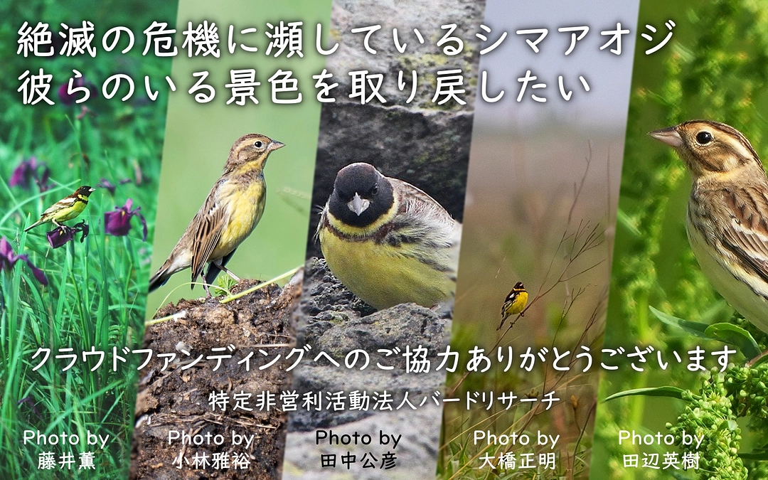 【ラスト1日】シマアオジのいる景色を取り戻すために、最後のひと押しをお願いします