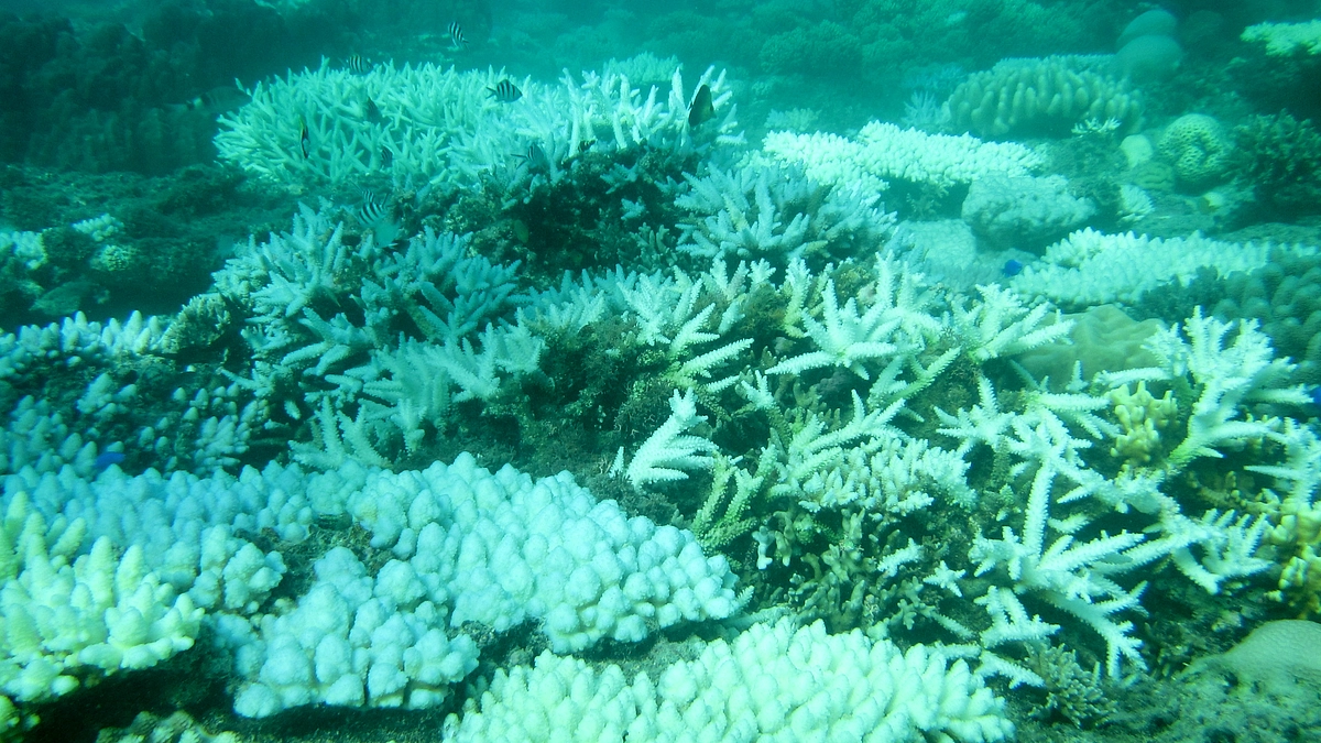 沖縄ではサンゴの「白化」の拡大が報告されています！