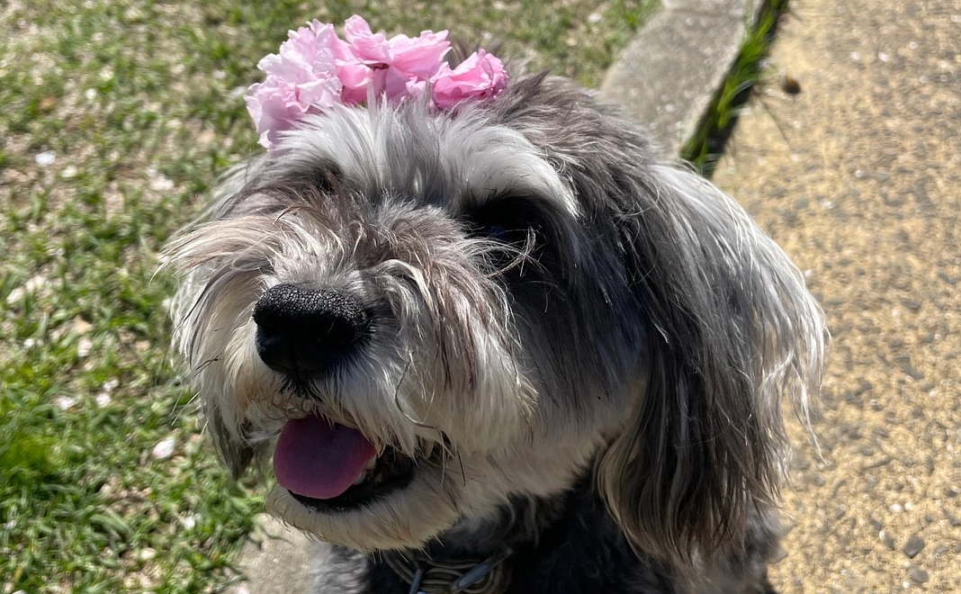 ひじきがんばれ！リターンなし１