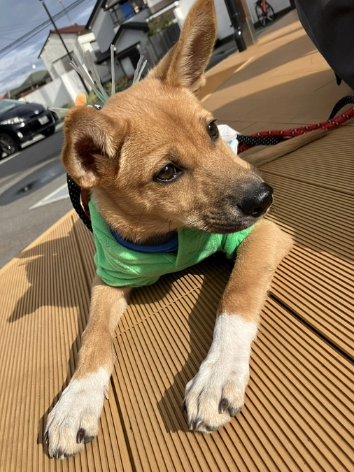 唄ちゃん、預かりさんのおうちへ