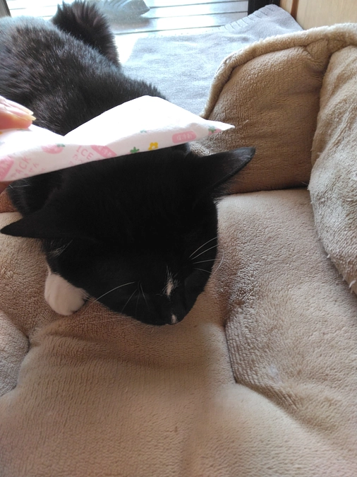 5/31はなちゃんの様子(発作あり)