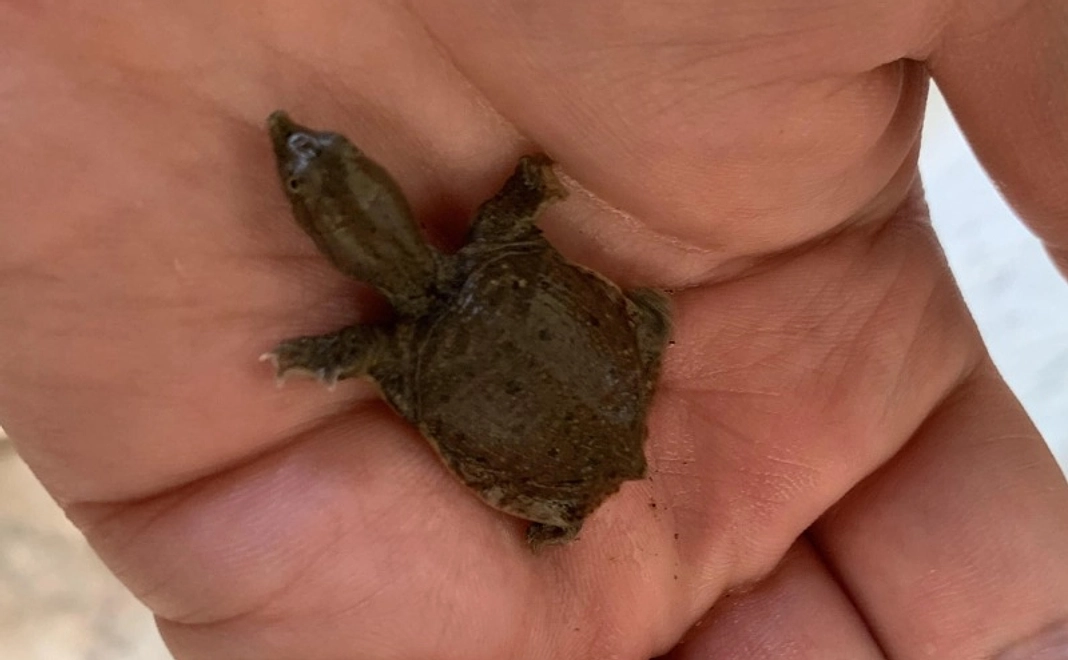 純粋に応援 5,000円