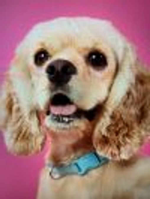 あと残り5日あります　もし少しでもよろしいので応援お願いします