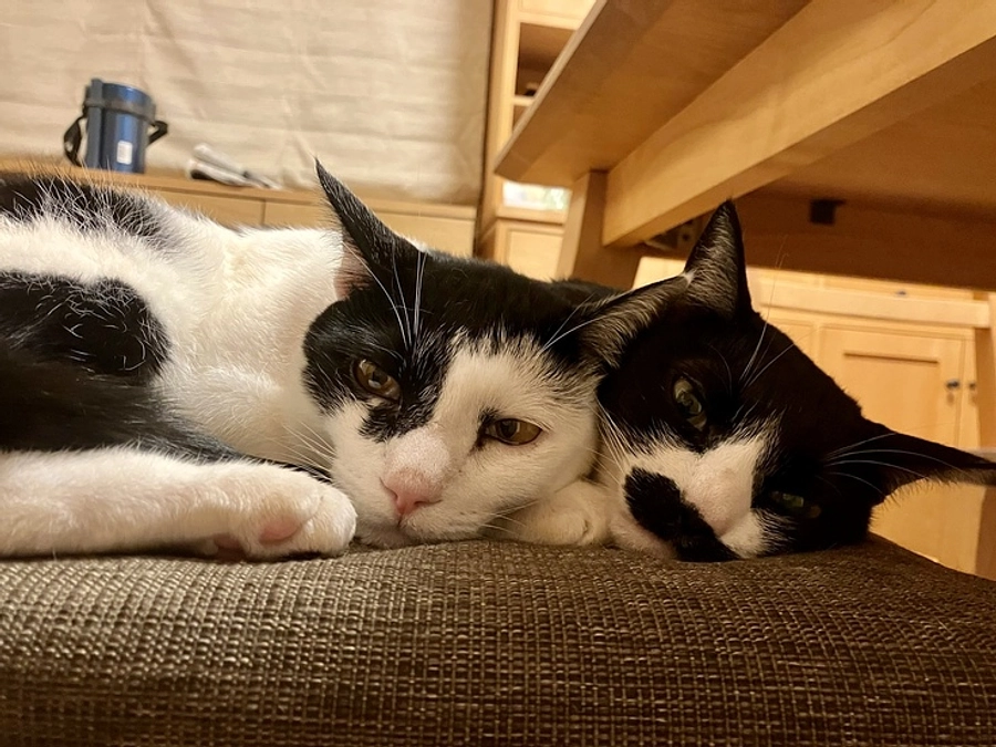 里親さんリレー⑤