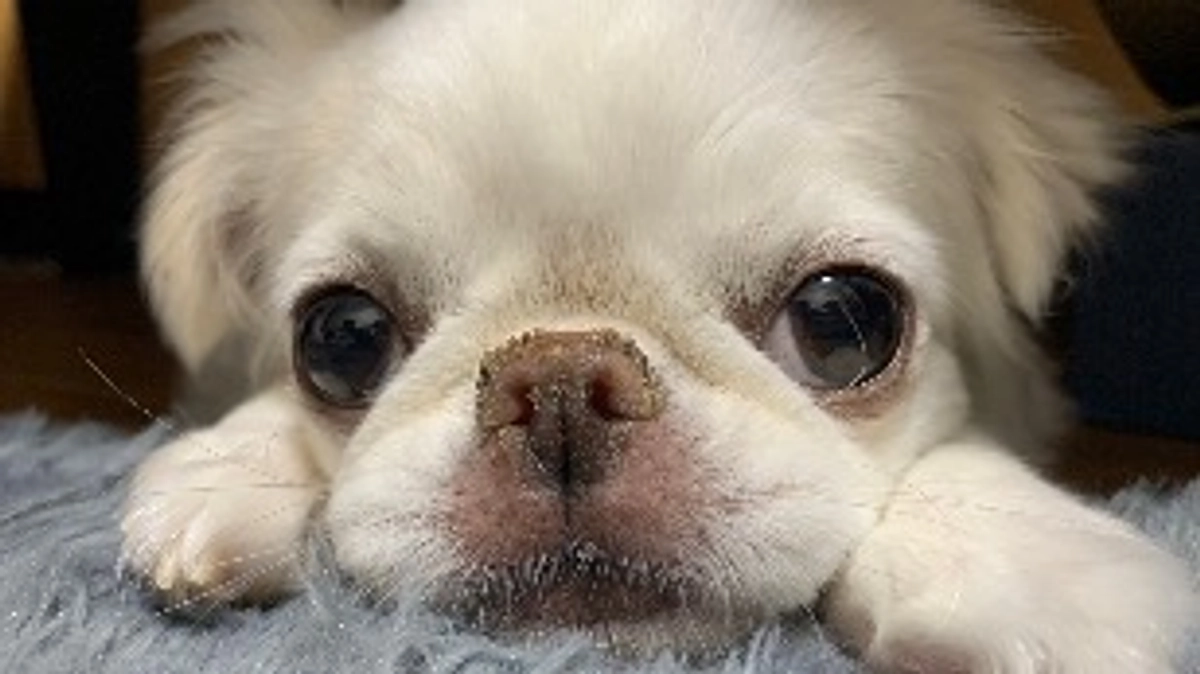 残り7日🐶‼️