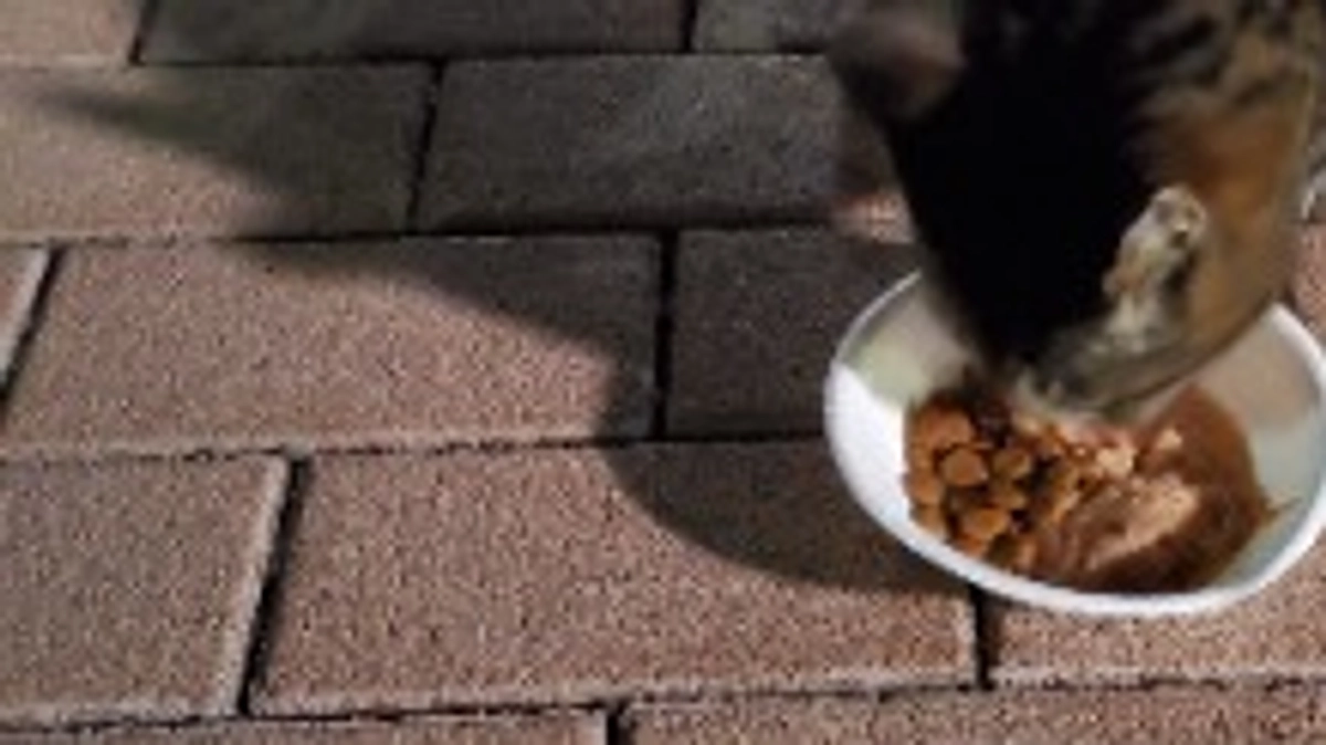 最近の猫たち。