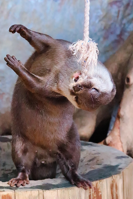 ＼祝！支援金300万円達成／