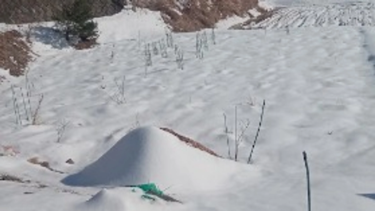 ブルーベリーを植えました！　～その５　大雪を超えて～