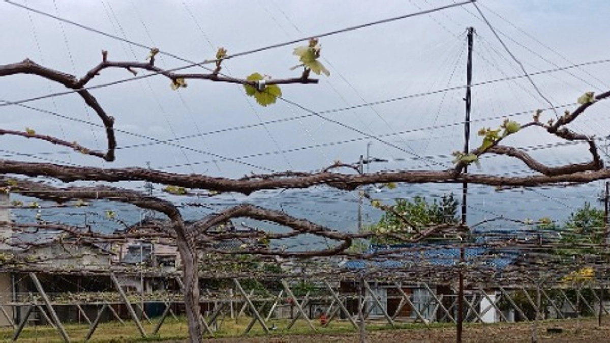 マスカット・ベーリーA の畑の状況