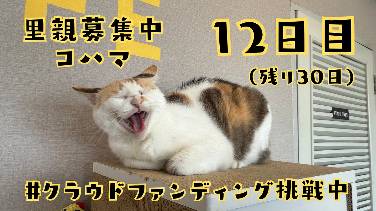 12日目。猫まる茶屋の節約術。