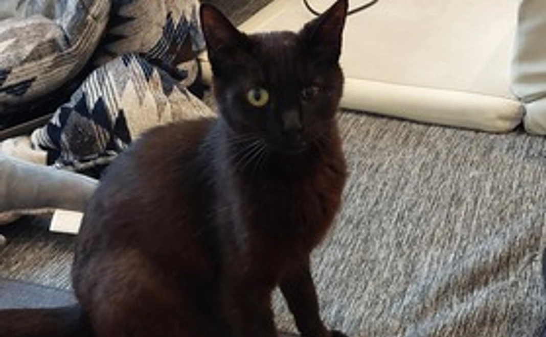 保護猫支援　応援者様　1000円