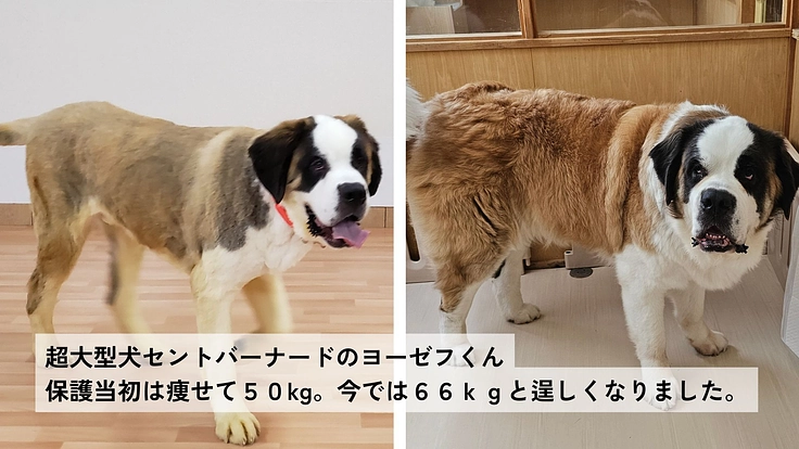 兵庫県で25年活動｜保護犬猫を救い幸せへつなぐ動物福祉団体に支援を 3枚目