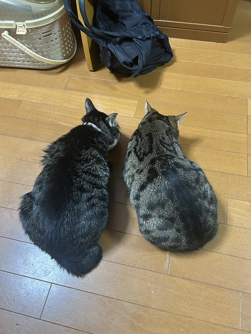 明日が手術です。