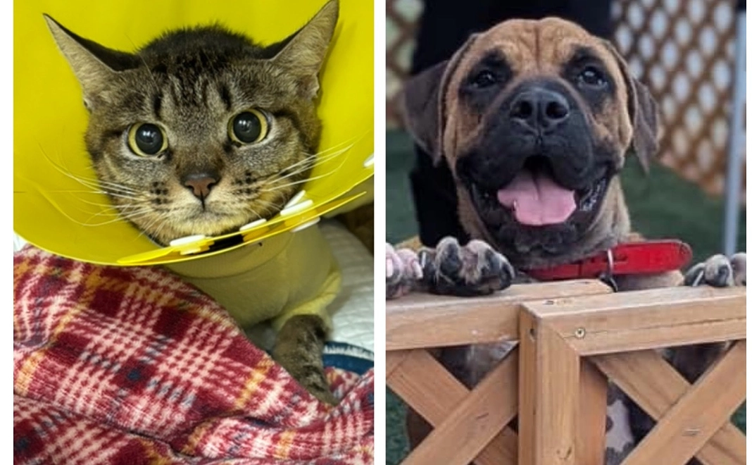 アニパレサポーター ワンワン会員