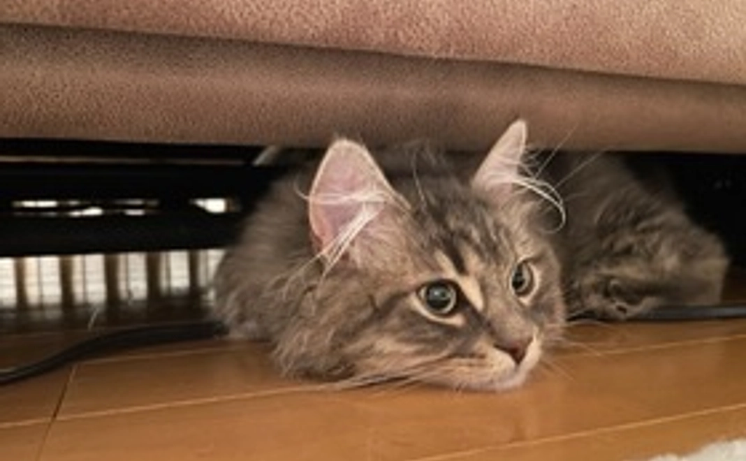 ベルちゃん応援コース（1000円）