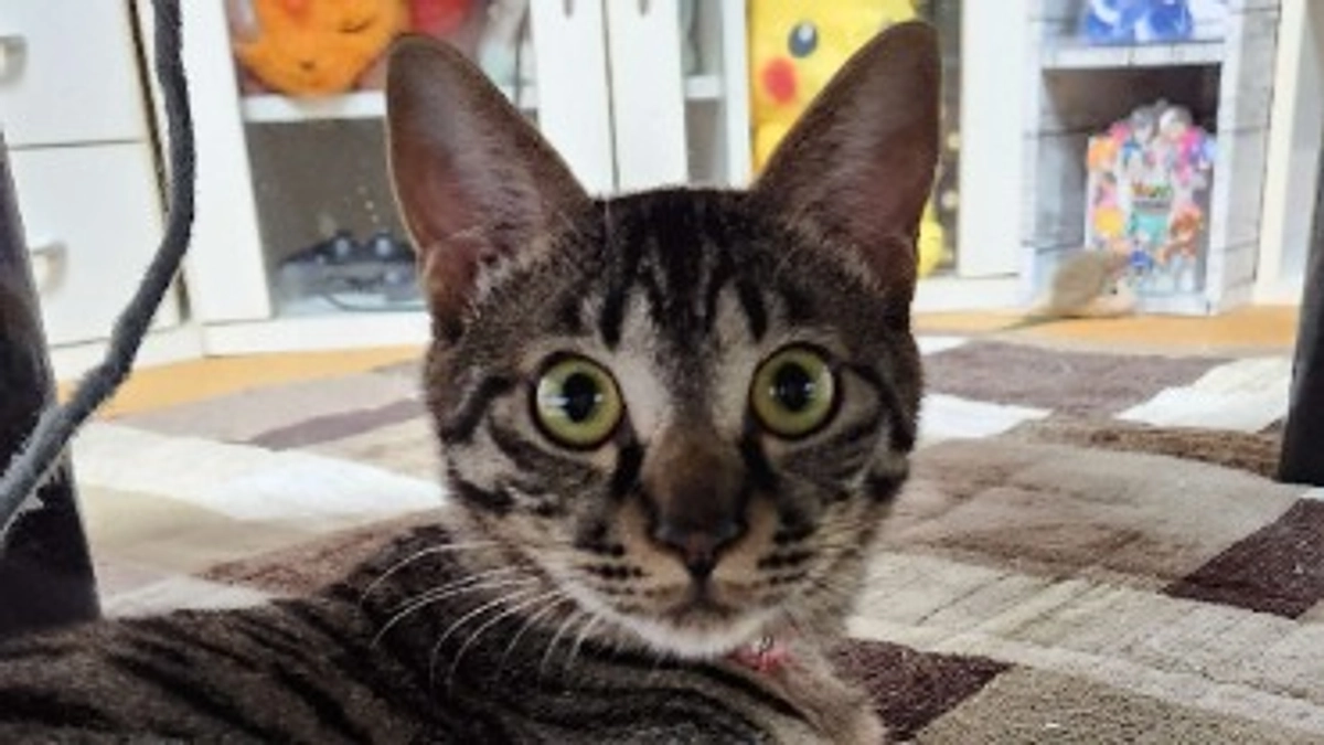 楓日記(10月8日)クラファン終了まで残り１２日💦