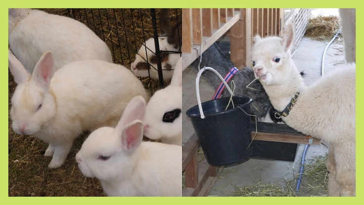 うさぎとアルパカを守る場づくりと赤ちゃんに栄養満点のごはんを！