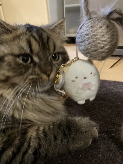 あずき元気です！