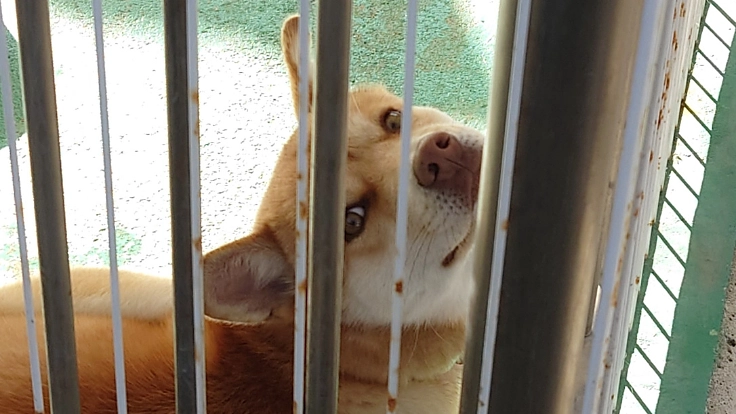 長期入院患者の子供達や色々な人にセラピー犬を通して笑顔を伝えたい!