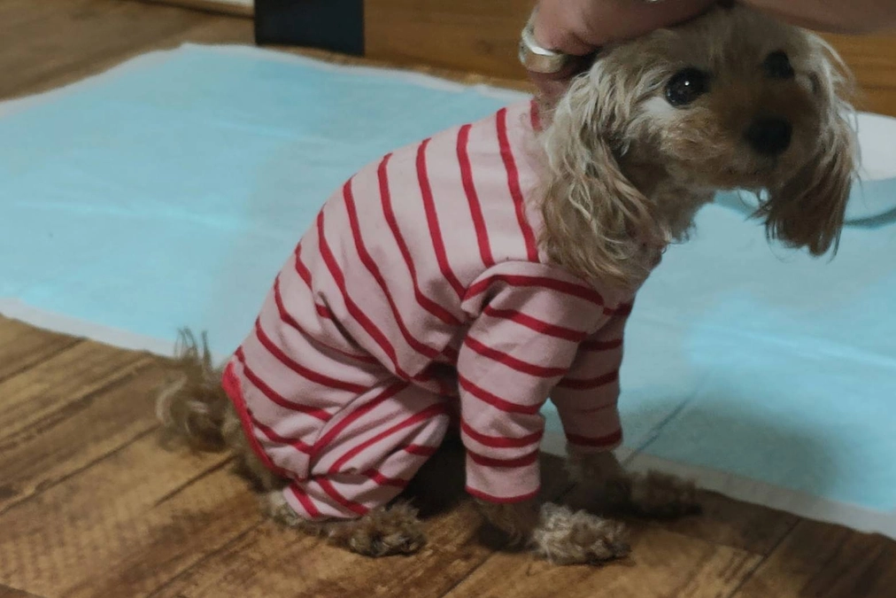 残り20日です！助けたい！リンスの笑顔！