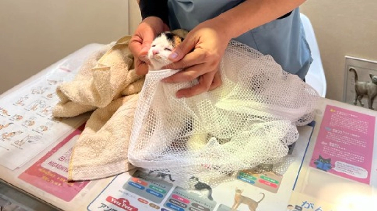 【あと23時間】1頭でも多くの命が幸せにつながりますように。ラストスパートへのご支援・応援を。