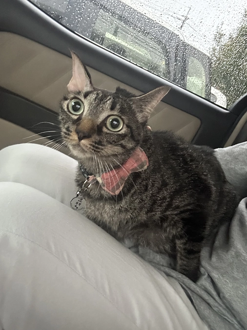 奇跡の報告！世界一の幸運を持つリリタス