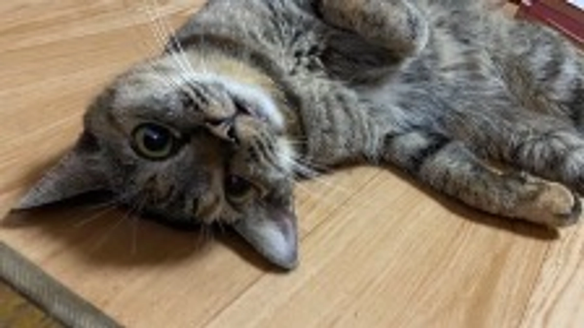 蛇に噛まれたキョロちゃん