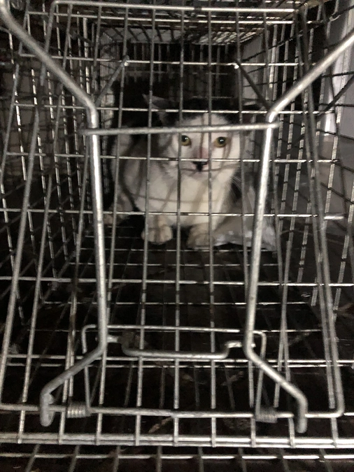 ここ2ヶ月で12匹の避妊去勢手術終わらせました