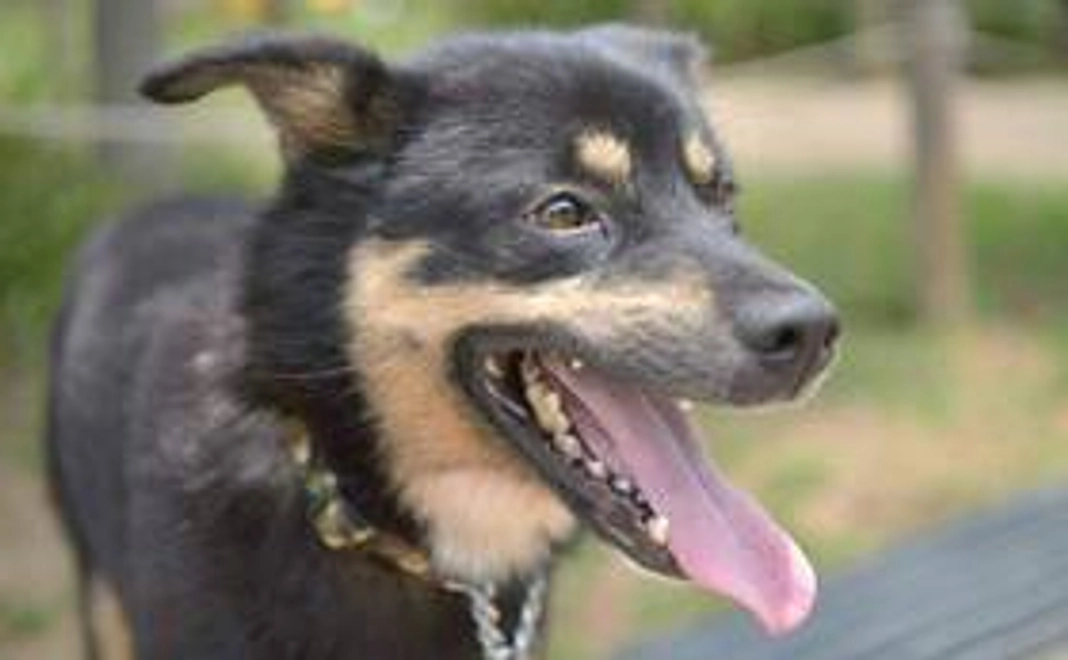 3千円｜応援コース