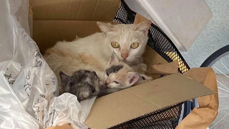 不幸な命を産まさない　不妊手術で救いたい猫の命　【第三弾】