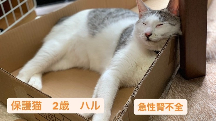【手術費・尿管閉塞】2歳の保護猫を助けたいです。