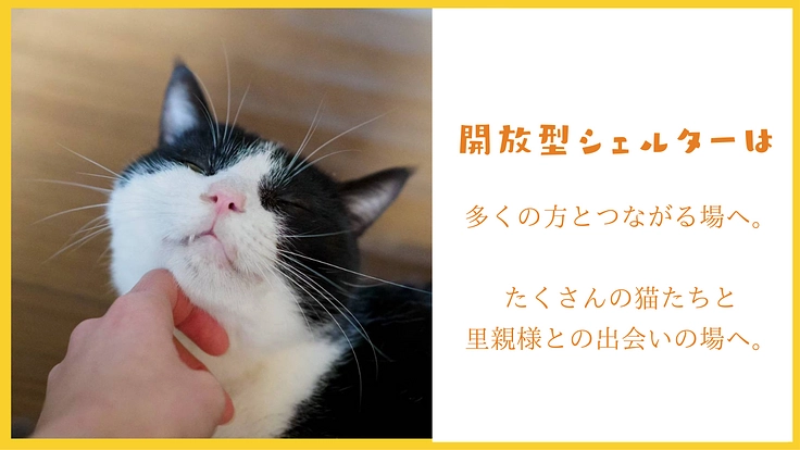 阿波の猫の殺処分ゼロを目指して。念願の開放型シェルター実現へ！ 6枚目